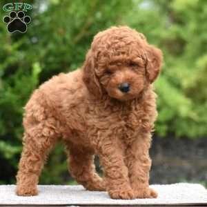 Mosey, Mini Goldendoodle Puppy