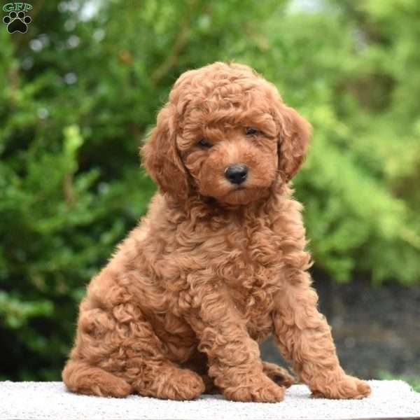Mosey, Mini Goldendoodle Puppy
