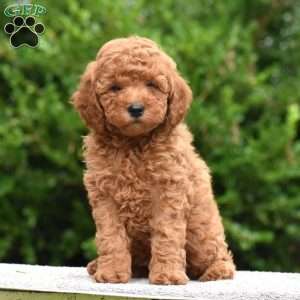 Mosey, Mini Goldendoodle Puppy