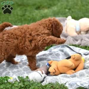Mosey, Mini Goldendoodle Puppy