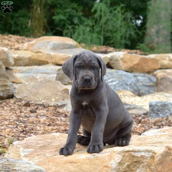 Motor, Cane Corso Puppy