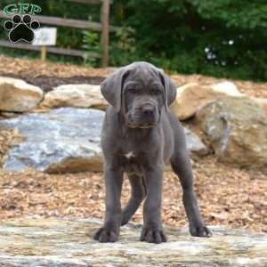 Motor, Cane Corso Puppy