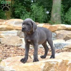 Motor, Cane Corso Puppy