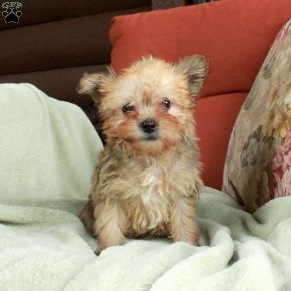 Moxie, Havashire Puppy