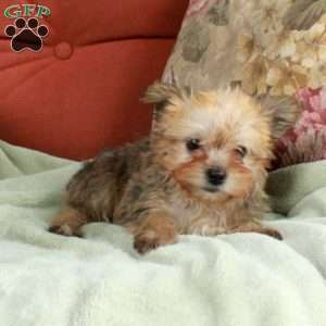 Moxie, Havashire Puppy