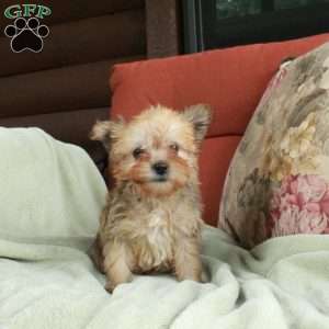 Moxie, Havashire Puppy