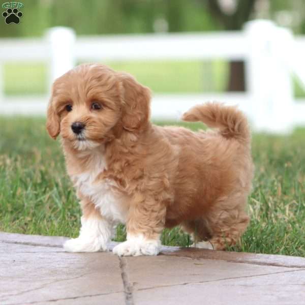 Muff, Maltipoo Puppy