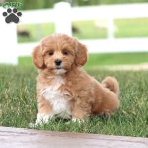 Muff, Maltipoo Puppy