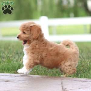 Muff, Maltipoo Puppy
