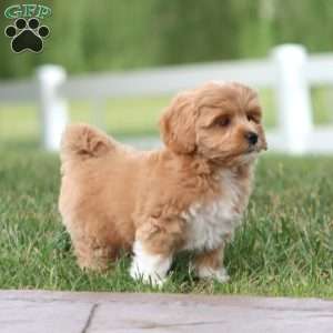 Muff, Maltipoo Puppy