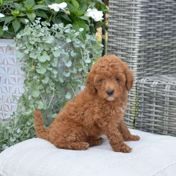 Muffin, Cavapoo Puppy