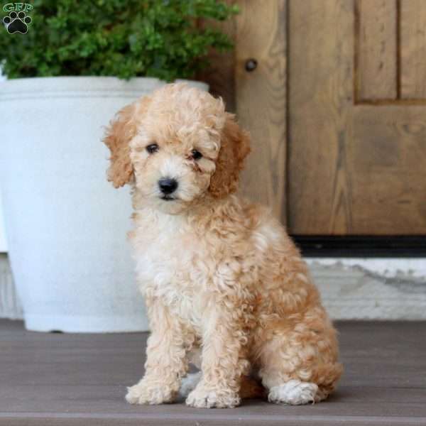 Muffin, Cockapoo Puppy