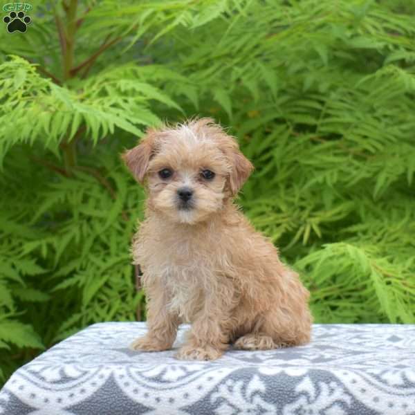 Muffin, Maltipoo Puppy
