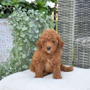 Muffin, Cavapoo Puppy