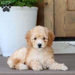 Muffin, Cockapoo Puppy