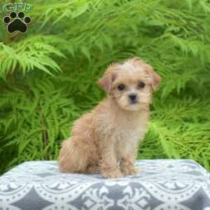 Muffin, Maltipoo Puppy