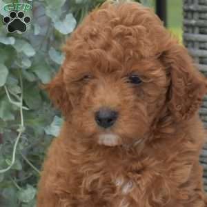Muffin, Cavapoo Puppy