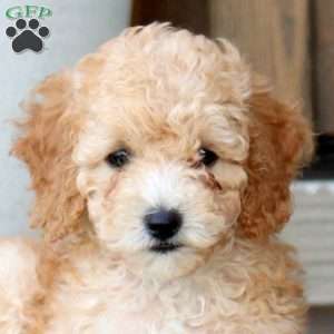 Muffin, Cockapoo Puppy