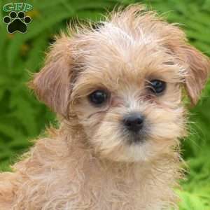 Muffin, Maltipoo Puppy