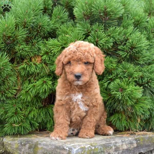 Muffin, Mini Goldendoodle Puppy