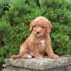 Muffin, Mini Goldendoodle Puppy