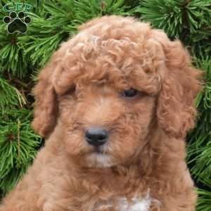 Muffin, Mini Goldendoodle Puppy