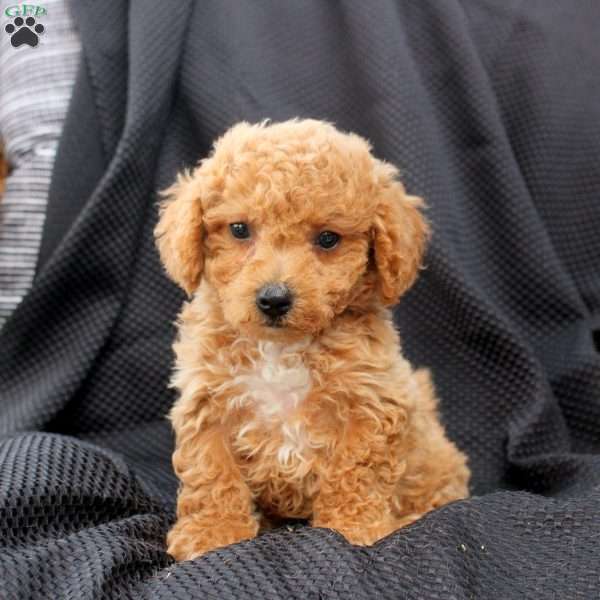 Muffy, Bich-Poo Puppy