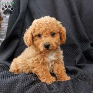 Muffy, Bich-Poo Puppy