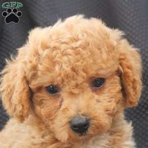 Muffy, Bich-Poo Puppy