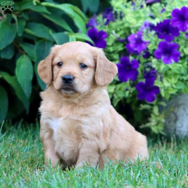 Mugsy, Goldendoodle Puppy