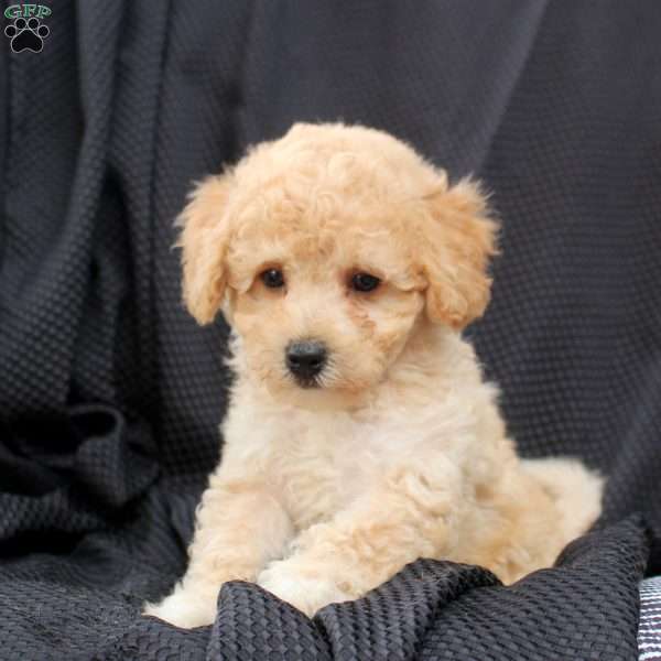Murphy, Bich-Poo Puppy