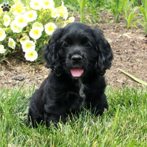 Murphy, Cocker Spaniel Puppy