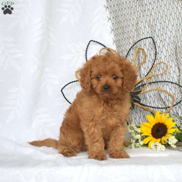 Murphy, Cavapoo Puppy