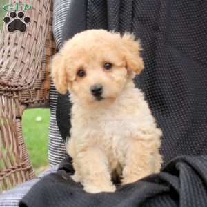 Murphy, Bich-Poo Puppy