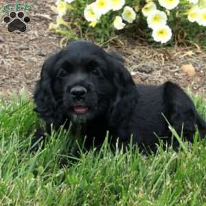 Murphy, Cocker Spaniel Puppy