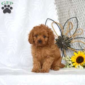 Murphy, Cavapoo Puppy