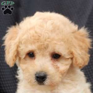 Murphy, Bich-Poo Puppy