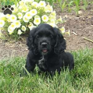 Murphy, Cocker Spaniel Puppy