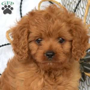 Murphy, Cavapoo Puppy