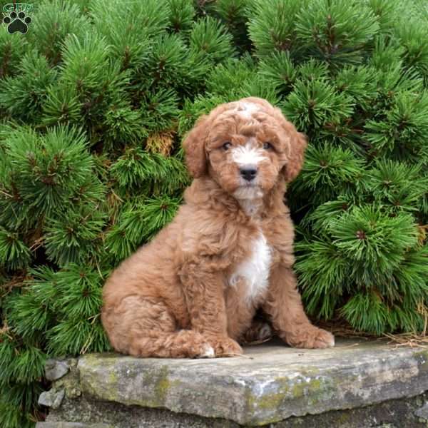 Mushroom, Mini Goldendoodle Puppy