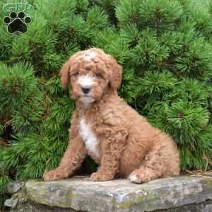 Mushroom, Mini Goldendoodle Puppy