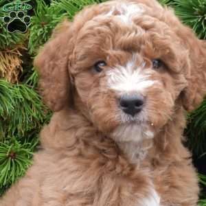 Mushroom, Mini Goldendoodle Puppy