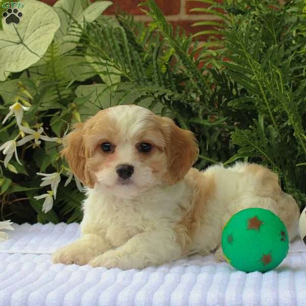 Mylon, Cavachon Puppy
