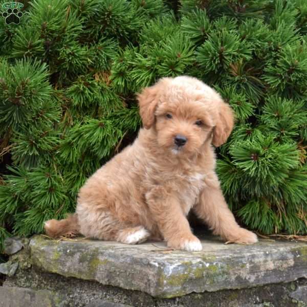 Mylon, Mini Goldendoodle Puppy