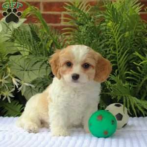 Mylon, Cavachon Puppy