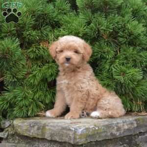 Mylon, Mini Goldendoodle Puppy