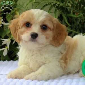 Mylon, Cavachon Puppy