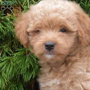 Mylon, Mini Goldendoodle Puppy