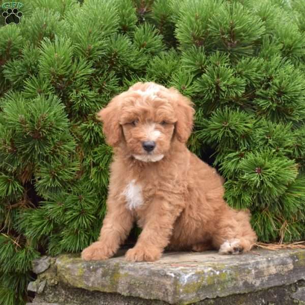 Mystery, Mini Goldendoodle Puppy