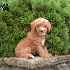 Mystery, Mini Goldendoodle Puppy